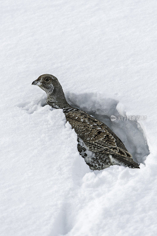 Dusky Grouse (Dendragapus obscurus)是一种森林松鸡，原产于北美黄石国家公园的落基山脉，怀俄明州。躺在雪地里。